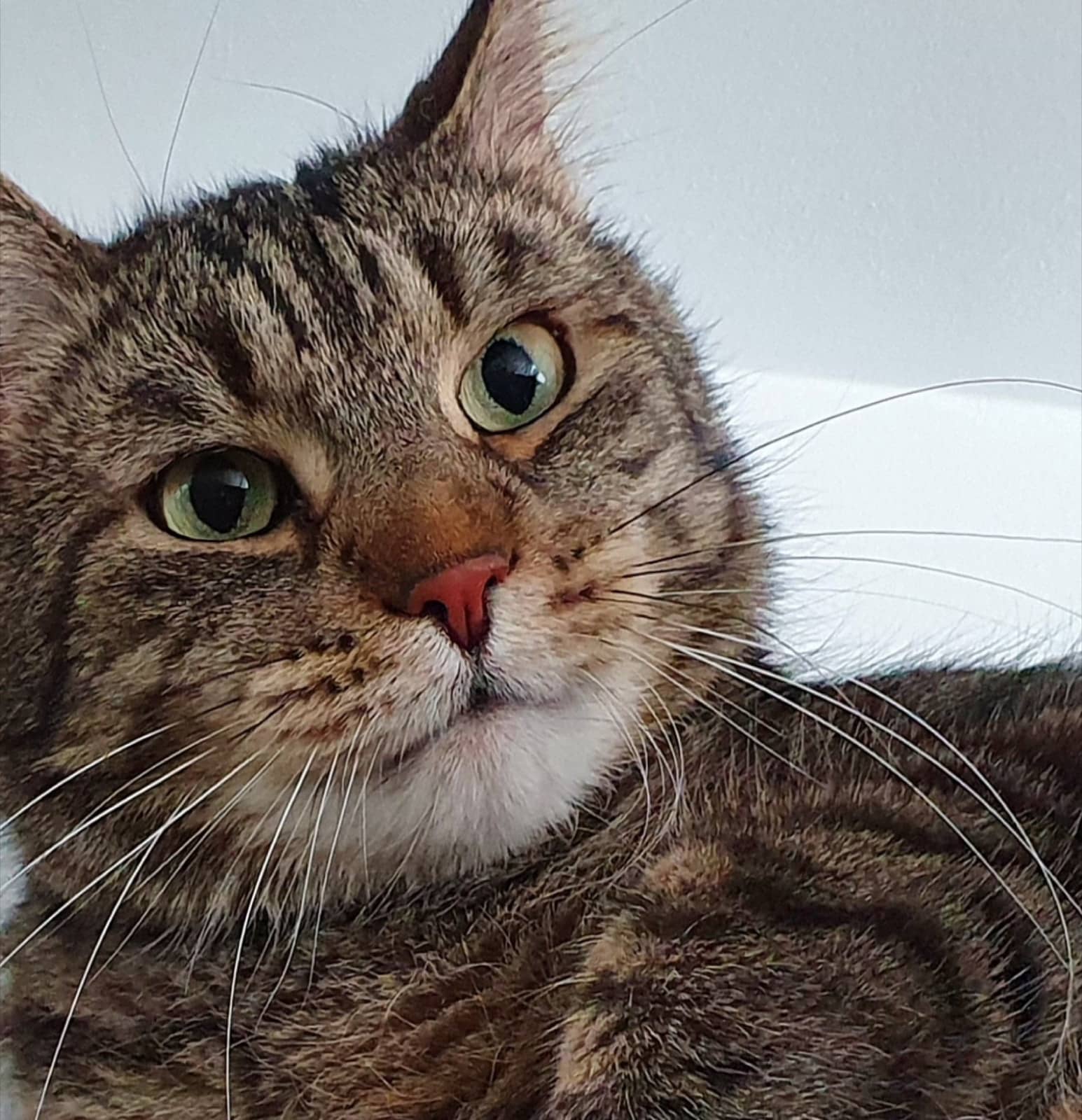 Zufriedene getigerte Katze im Katzenhotel Milu